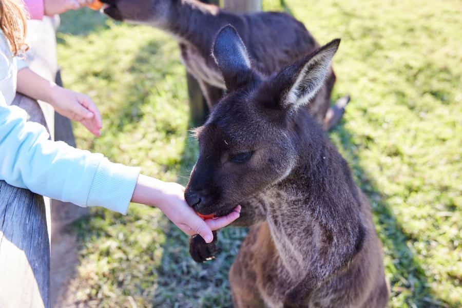 From Sydney: Blue Mountains, Scenic World, Zoo, & Ferry Ride - Scenic World, three rides and a rainforest walk
