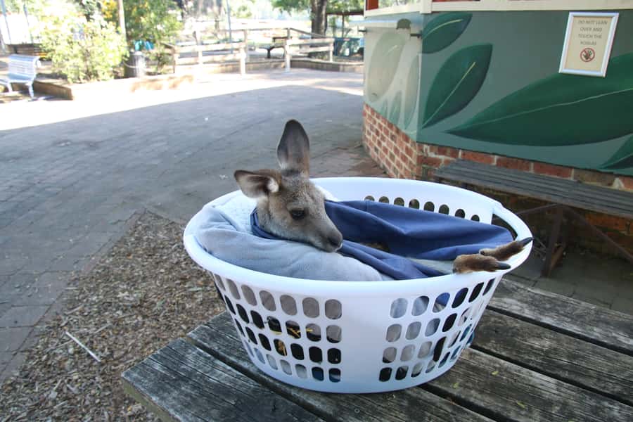 From Sydney: Blue Mountains Small-Group Tour Picnic & Hike - Transport, commentary, and group size