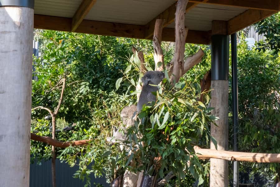 From Sydney: Blue Mountains, Sydney Zoo & Walking Tour - Scenic World offers rides, but you pay extra