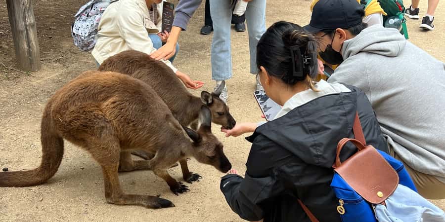 From Sydney: Blue Mountains, Sydney Zoo & Walking Tour - Sydney Zoo starts the day with kangaroos