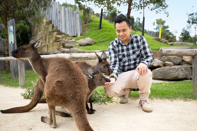 From Sydney: Blue Mountains with Zoo, Koala Photo & Scenic World - Scenic World packs three rides into two hours