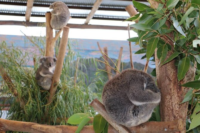 From Sydney: Blue Mountains with Zoo, Koala Photo & Scenic World - Cahill’s Lookout ends the mountain sightseeing