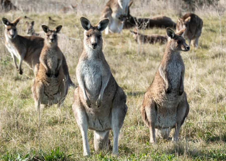 From Sydney: Canberra Day Tour - The long road south through the Southern Highlands