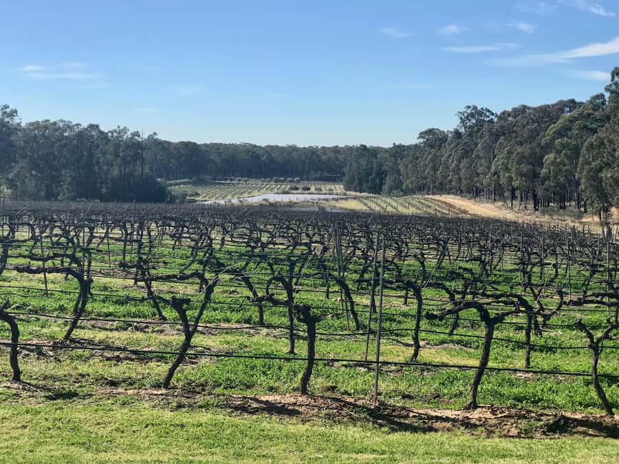 From Sydney: Hunter Valley Wine Tasting & Winery Picnic Tour - Two rotating wineries keep the day flexible