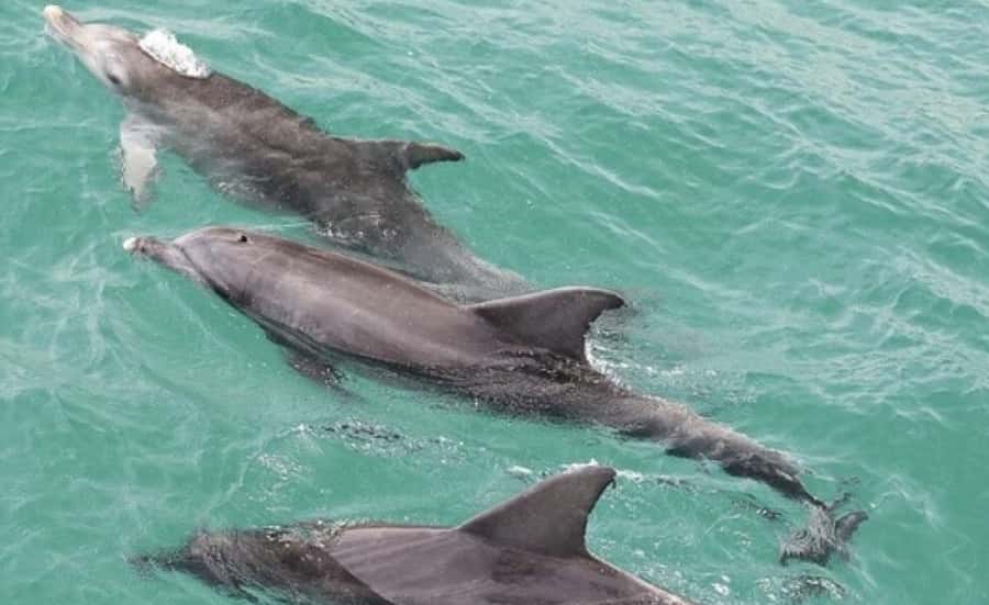 From Sydney: Jervis Bay Day Tour and Dolphin Watching Cruise - Key points to know before booking