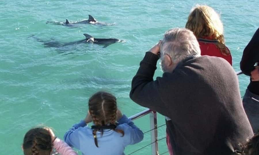 From Sydney: Jervis Bay Day Tour and Dolphin Watching Cruise - Cruising Jervis Bay for dolphins