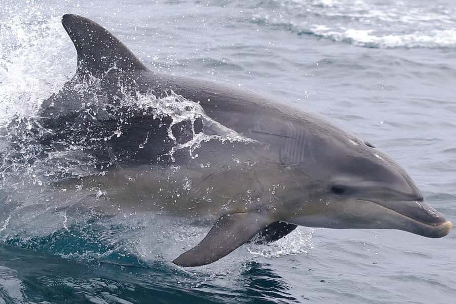From Triabunna: Maria Island Cruise & Guided Walk with Lunch - The Ile Des Phoques question