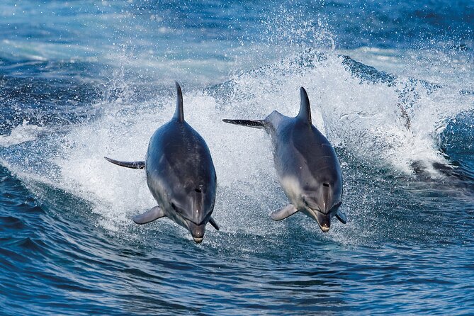 Full-Day Bruny Island Cruises Day Tour from Hobart - Why the Bruny coastline is worth a full day from Hobart