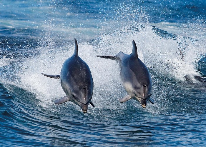 Full-Day Bruny Island Cruises Day Tour from Hobart - Morning tea before the open water