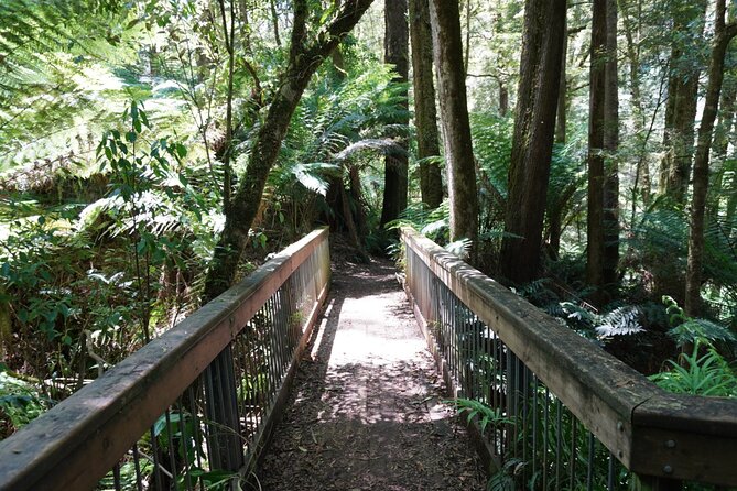 Full-Day Great Ocean Road and 12 Apostles Tour - Melba Gully adds a real rainforest walk