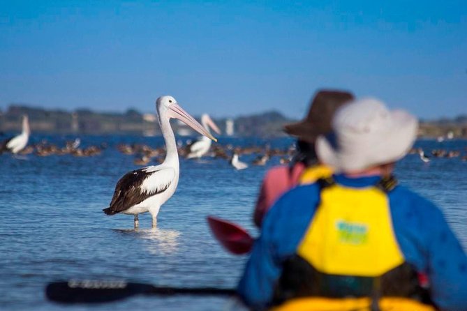 Full Day Kayaking Tour in Coorong National Park - What the $39 price includes