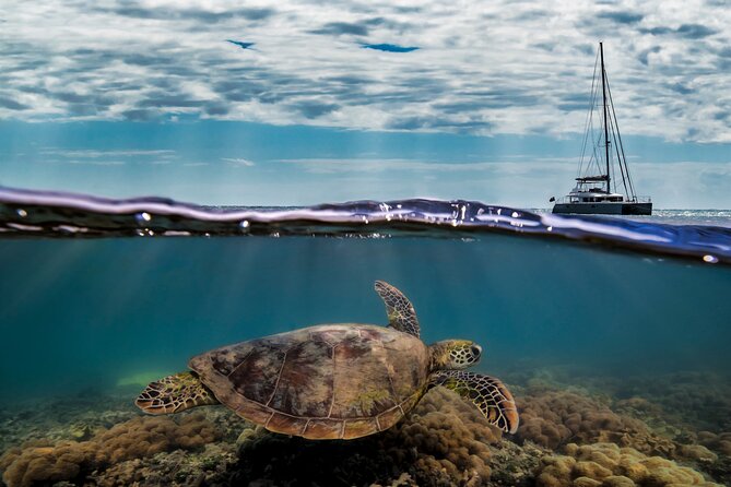 Full Day Low Isles Sailing & Snorkelling Cruise from Port Douglas - Lunch, Tea, and Time on the Catamaran