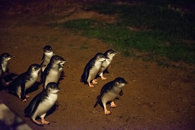 Full-Day Penguins and Wildlife Nature Experience from Melbourne - Guides can shape the whole 12-hour day