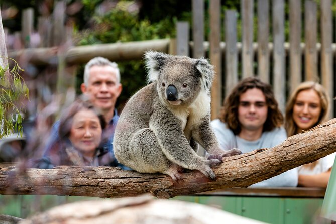 Full-Day Penguins and Wildlife Nature Experience from Melbourne - Food, clothing, and small things that matter