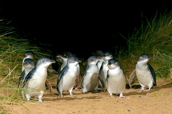 Full-Day Penguins and Wildlife Nature Experience from Melbourne - Moonlit Sanctuary: kangaroos, koalas, and Australian wildlife