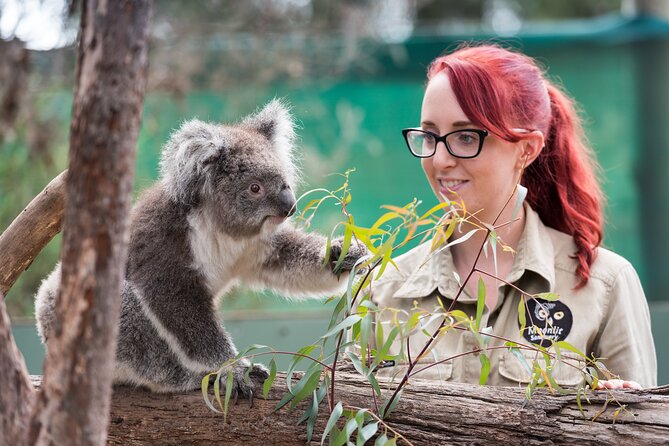 Full-Day Phillip Island Tour with Kangaroo, Koala and Penguin Parade - Key Things to Know Before You Book