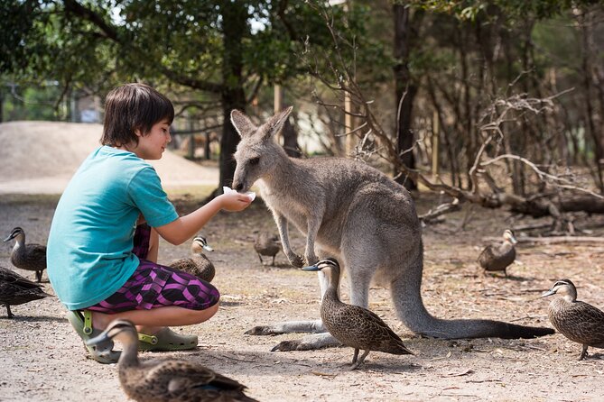 Full-Day Phillip Island Tour with Kangaroo, Koala and Penguin Parade - Why the Penguin Parade Is the Main Event