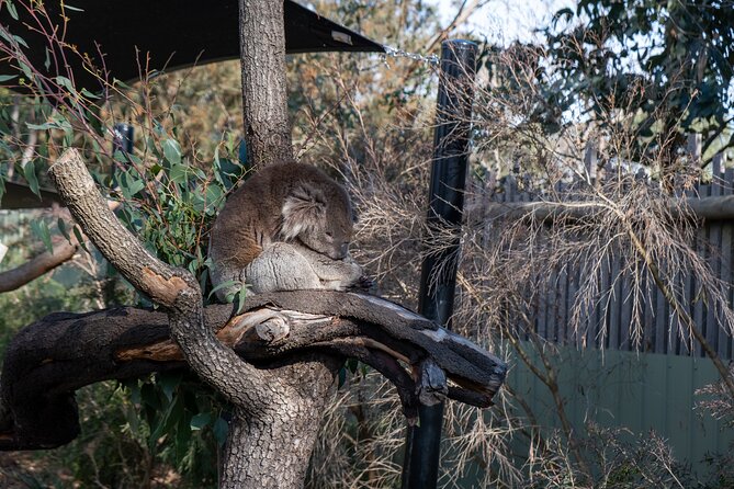 Full-Day Phillip Island Tour with Kangaroo, Koala and Penguin Parade - Cowes Gives You a Brief Taste of Island Life