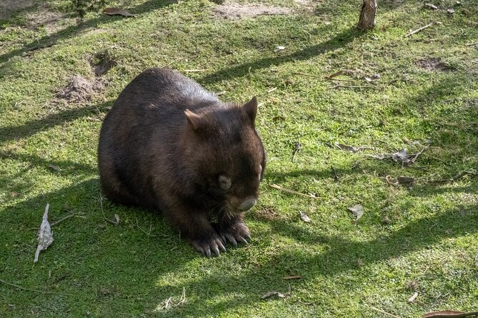 Full-Day Phillip Island Tour with Kangaroo, Koala and Penguin Parade - The Nobbies Boardwalk and Seal Rocks