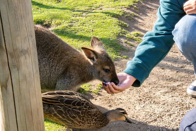 Full-Day Phillip Island Tour with Kangaroo, Koala and Penguin Parade - Food, Clothing, and What to Pack