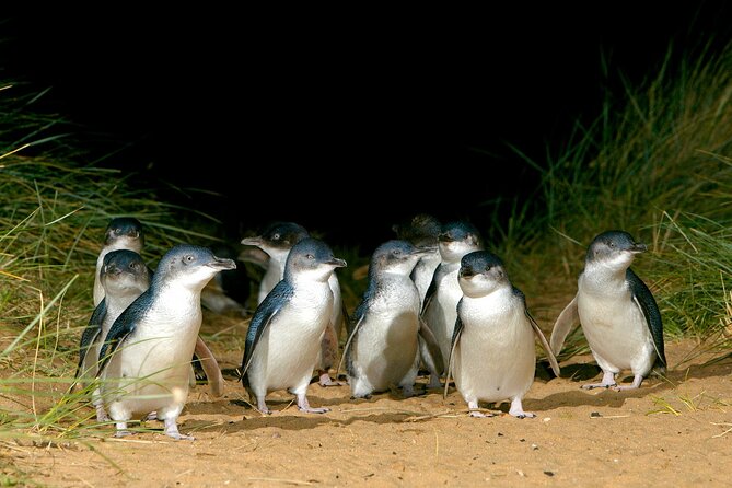 Full-Day Phillip Island Tour with Kangaroo, Koala and Penguin Parade - Moonlit Sanctuary: A Useful Wildlife Introduction