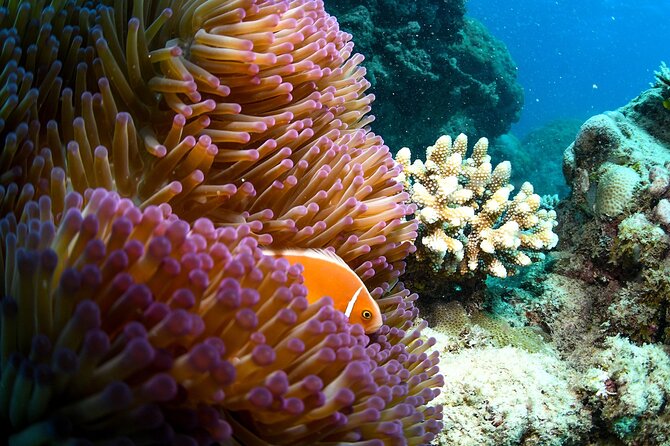 Full Day Reef Cruise and 10 Minute Helicopter Scenic Flight - Hastings Reef and the helicopter schedule