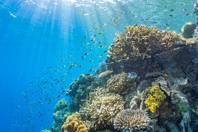 Full Day Tour to Sunlover Cruises Moore Reef and Fitzroy Island - Why this combined day works well