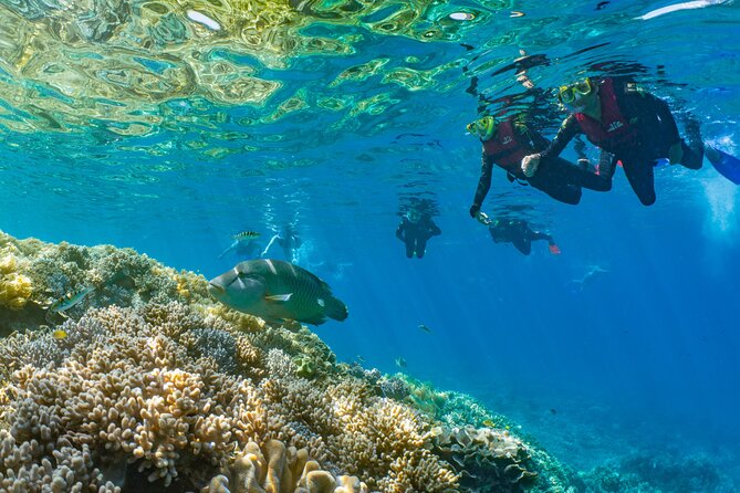 Full Day Tour to Sunlover Cruises Moore Reef and Fitzroy Island - Starting early at Cairns Reef Fleet Terminal