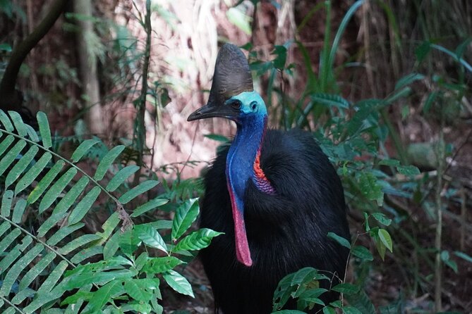 Fun, Falls and Forests Day Trip from Cairns - Lake Eacham adds volcanic geology and a chance to spot a platypus