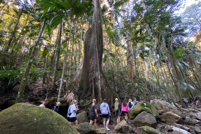 Glow-worms, Waterfalls & Rainforest Experience - The waterfall stop is the active highlight
