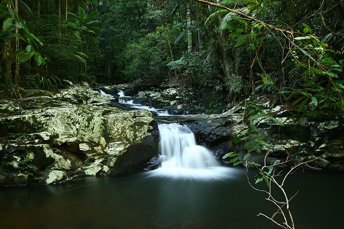 Glow-worms, Waterfalls & Rainforest Experience - Glowworms in the dark