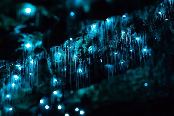 Glow-worms, Waterfalls & Rainforest Experience - Lookouts and the Byron hinterland