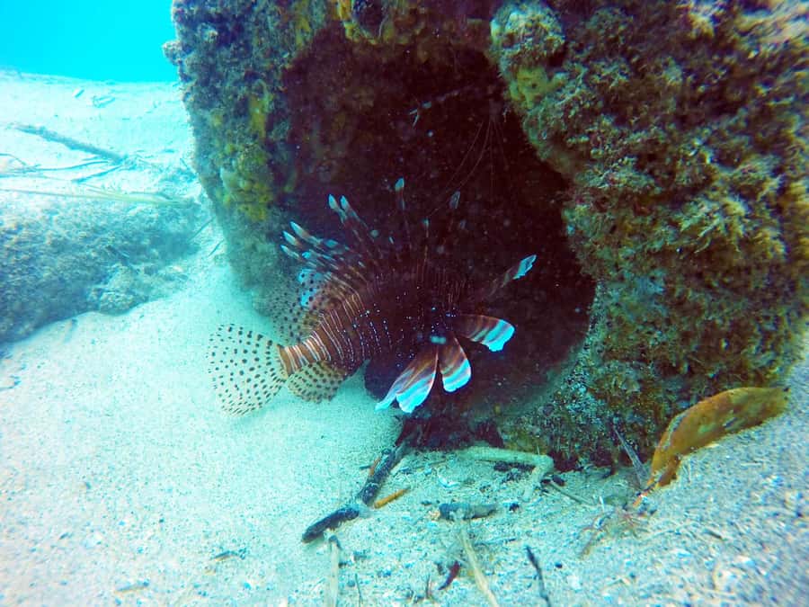 Gold Coast: 3-Day PADI Open Water Course - Is the $414 AUD total a fair deal?