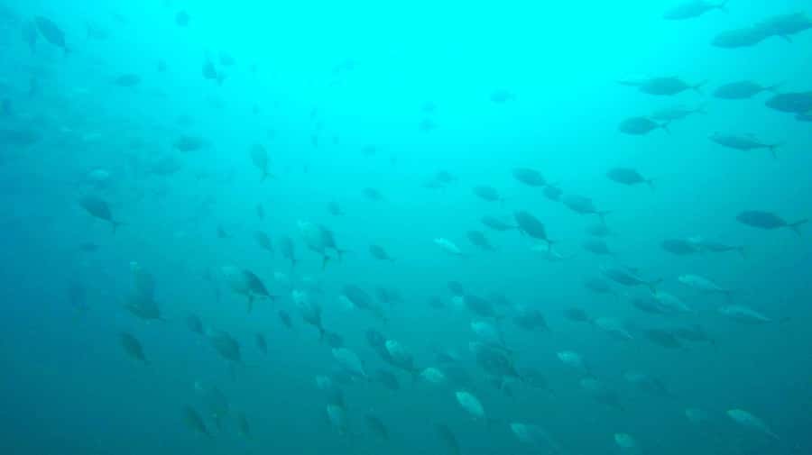 Gold Coast: 3-Day PADI Open Water Course - Day two: practising skills in confined water
