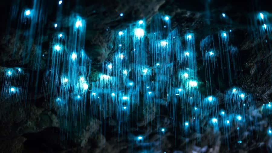 Gold Coast: Daytime Glow Worm Caves and Hop-on Hop-off Tour - Why the daytime glow worm visit works