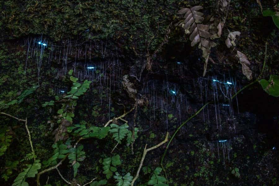 Gold Coast: Evening Rainforest and Glow Worm Experience - Key points at a glance