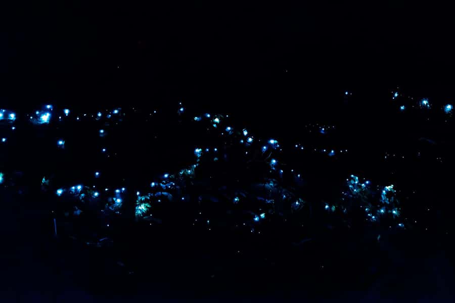 Gold Coast: Evening Rainforest and Glow Worm Experience - Why a rainforest walk at night feels so different