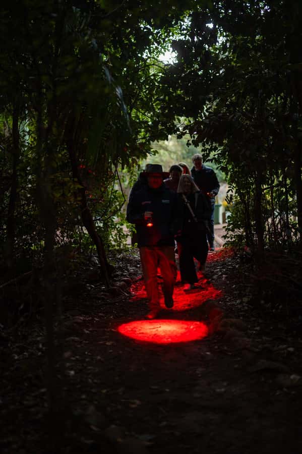 Gold Coast: Evening Rainforest and Glow Worm Experience - Cake, hot chocolate, and Gold Coast lights