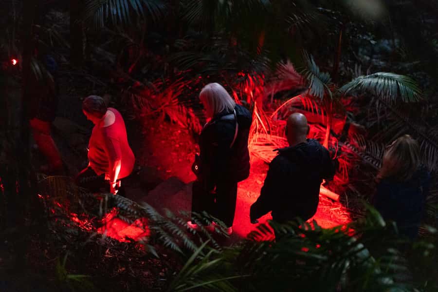 Gold Coast: Evening Rainforest and Glow Worm Experience - What to bring and how to prepare