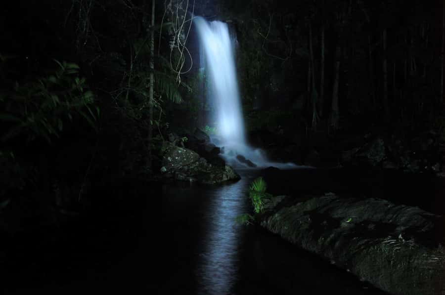 Gold Coast: Evening Rainforest and Glow Worm Experience - From the Gold Coast to Tamborine Mountain