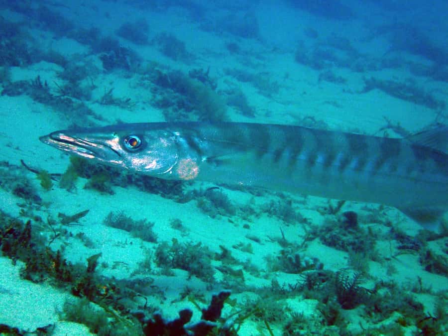 Gold Coast: Introductory SCUBA Diving Experience - The strongest part is the instruction