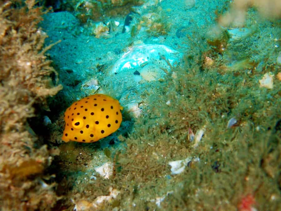 Gold Coast: Introductory SCUBA Diving Experience - The underwater safari around the rocky area