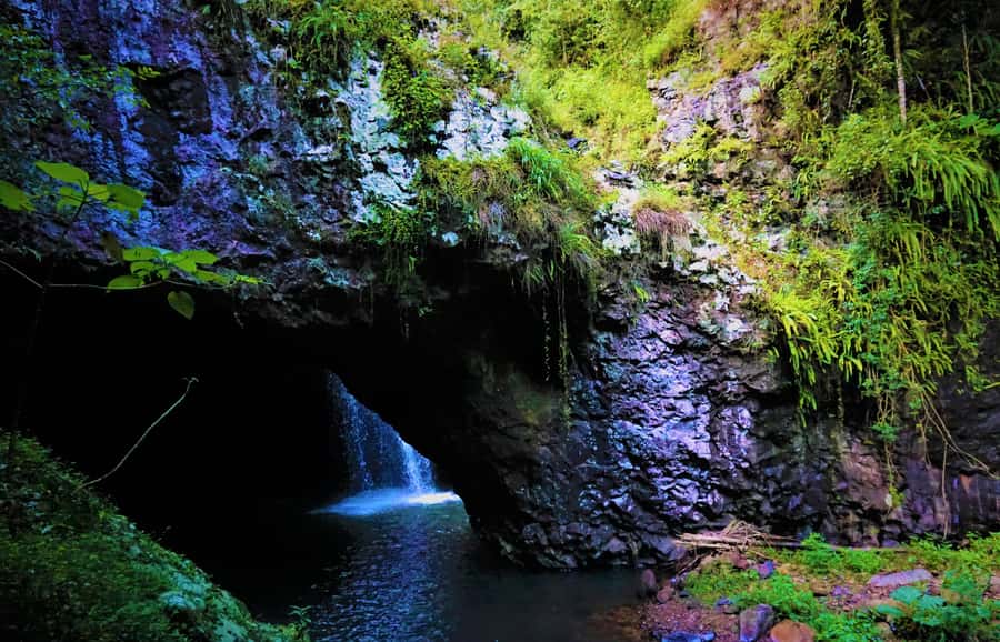 Gold Coast: Kangaroos, Rainforest & Waterfalls Experience - Key points at a glance