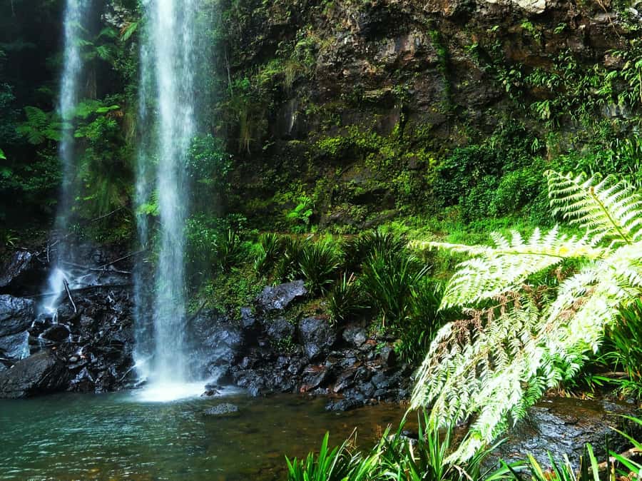 Gold Coast: Kangaroos, Rainforest & Waterfalls Experience - Natural Bridge and the drive into Springbrook