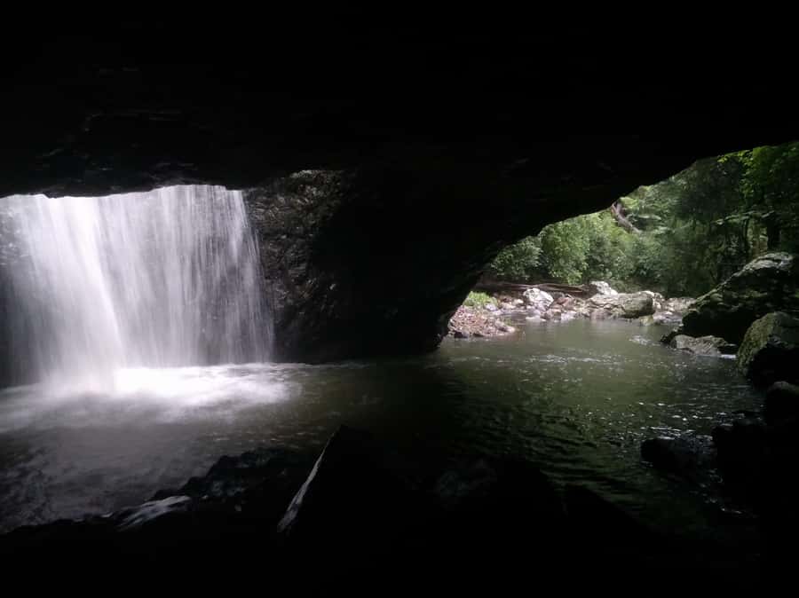 Gold Coast: Kangaroos, Rainforest & Waterfalls Experience - Four hours among waterfalls and ancient forest