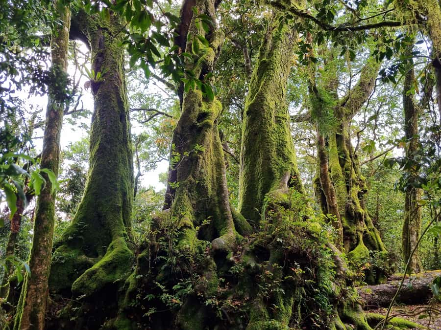 Gold Coast: Kangaroos, Rainforest & Waterfalls Experience - From Gold Coast pickup to the first kangaroo search