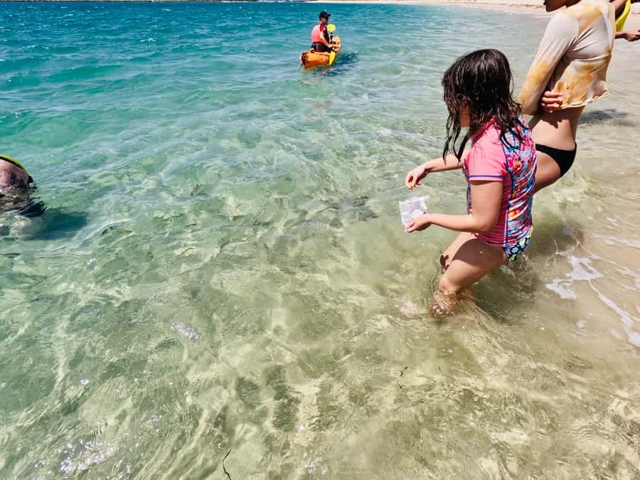 Gold Coast: Kayaking and Snorkeling Guided Tour - The Main Strengths and Weak Spots