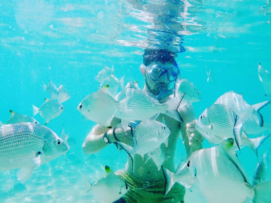 Gold Coast: Kayaking & Snorkelling Tour with Fish Feeding - Who will enjoy this Gold Coast outing