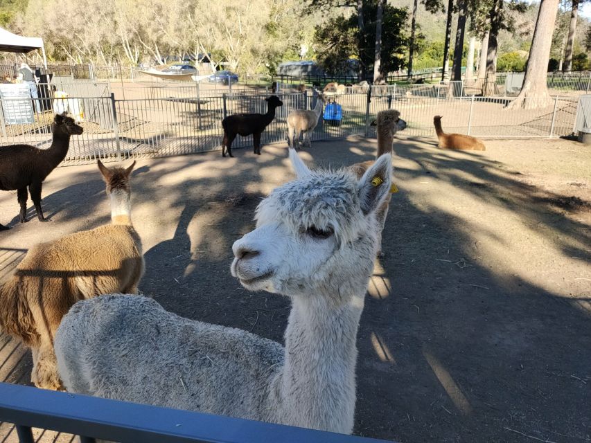 Gold Coast: Lamington Treetops, Wildlife and Vineyard Visit - FAQ