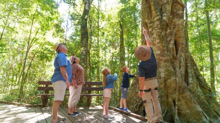 Gold Coast: Lamington Treetops, Wildlife and Vineyard Visit - Should you book it?